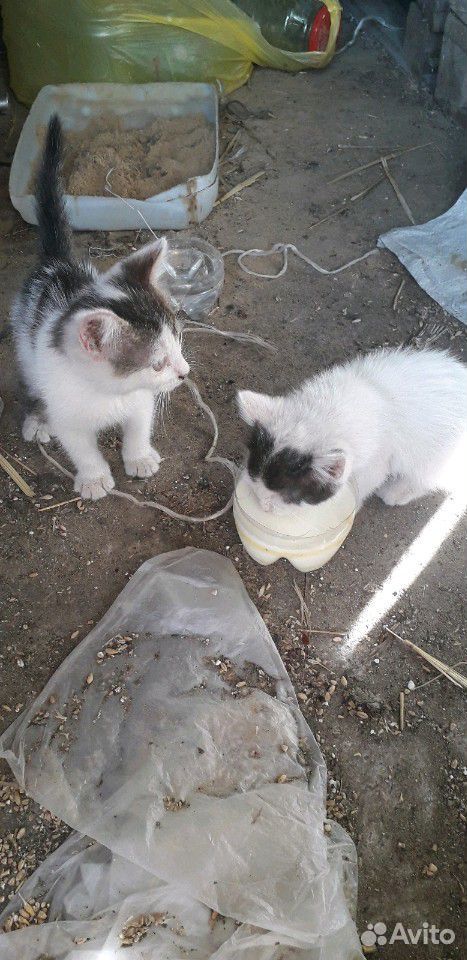 Коты купить на Зозу.ру - фотография № 2