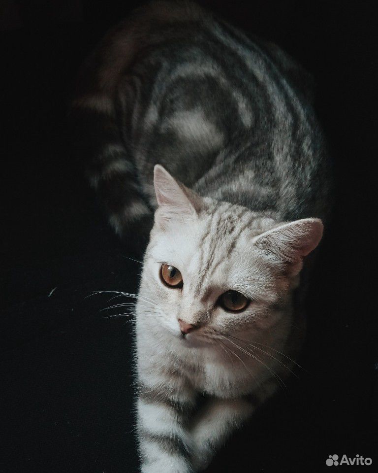 Кошка на вязку купить на Зозу.ру - фотография № 1