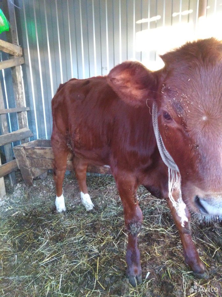 Корова молочная с теленкой купить на Зозу.ру - фотография № 5