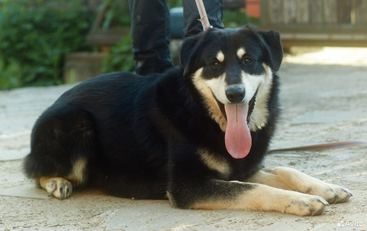 Крупный шикарный пес купить на Зозу.ру - фотография № 2