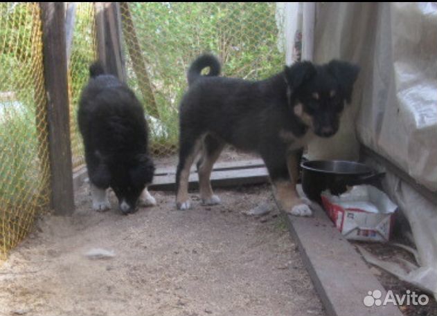 Крупные щенки в частный дом купить на Зозу.ру - фотография № 3