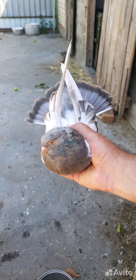 Никалаевские голуби купить на Зозу.ру - фотография № 4