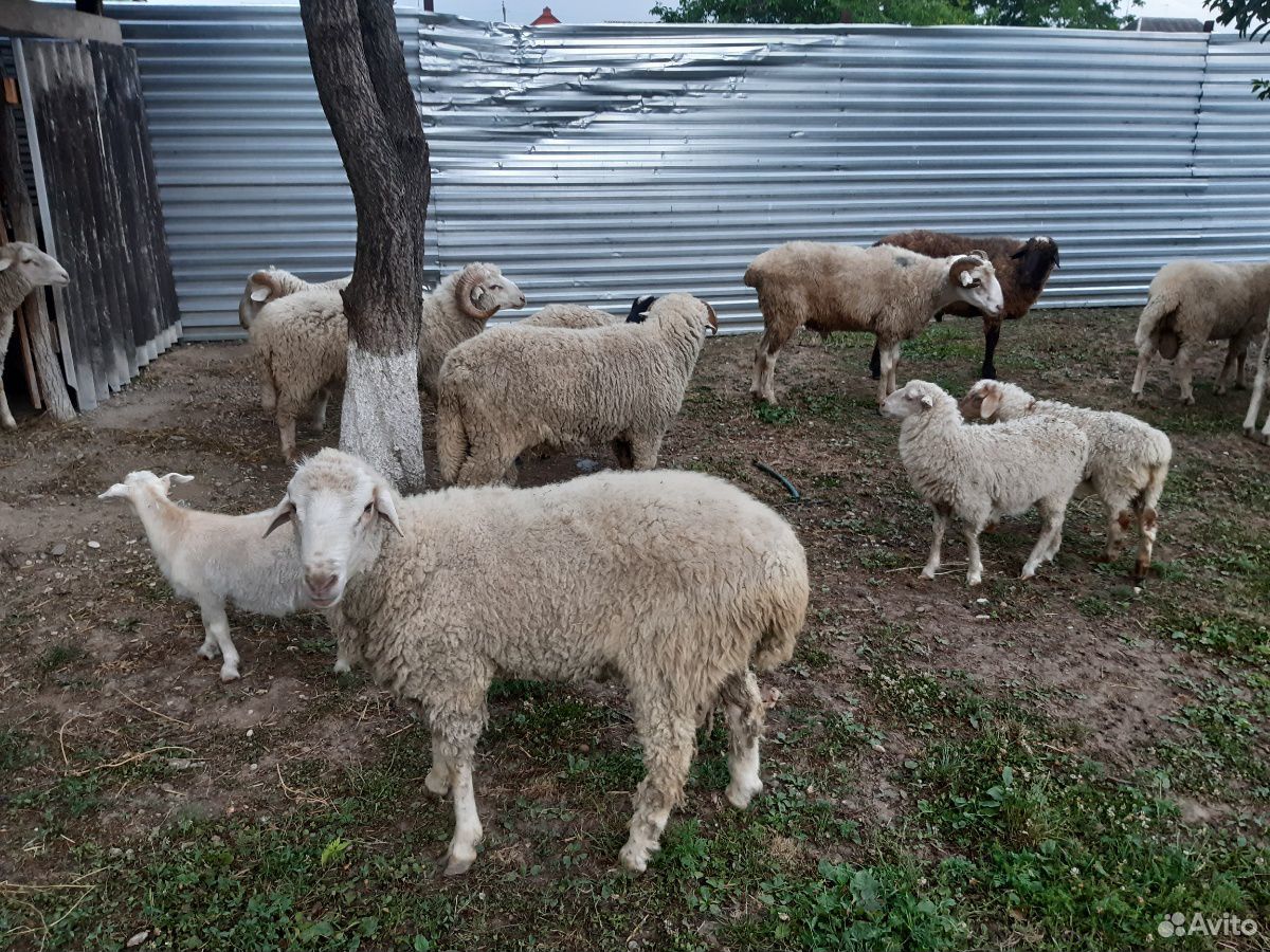 Бараны овцы ягнята купить на Зозу.ру - фотография № 7