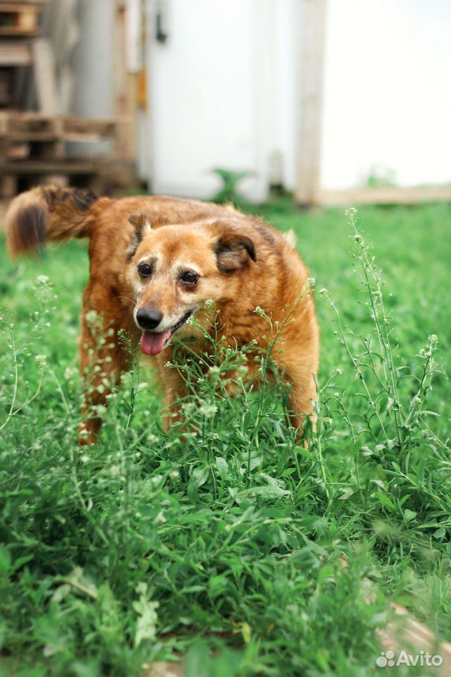 Собака ищет дом бесплатно купить на Зозу.ру - фотография № 4