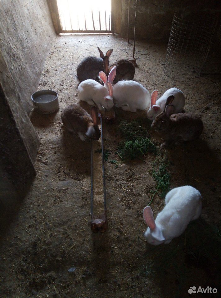 Кролики на завод купить на Зозу.ру - фотография № 9