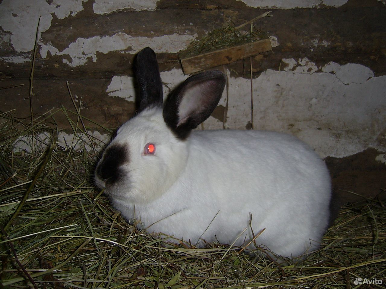 Кролики мясной породы купить на Зозу.ру - фотография № 2