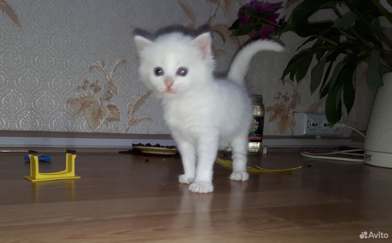 Котенок чисто белый купить на Зозу.ру - фотография № 2