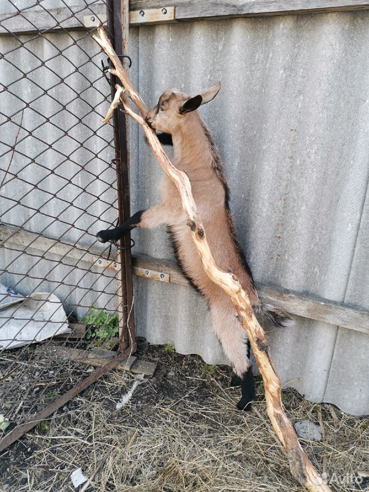 Чешский козлик