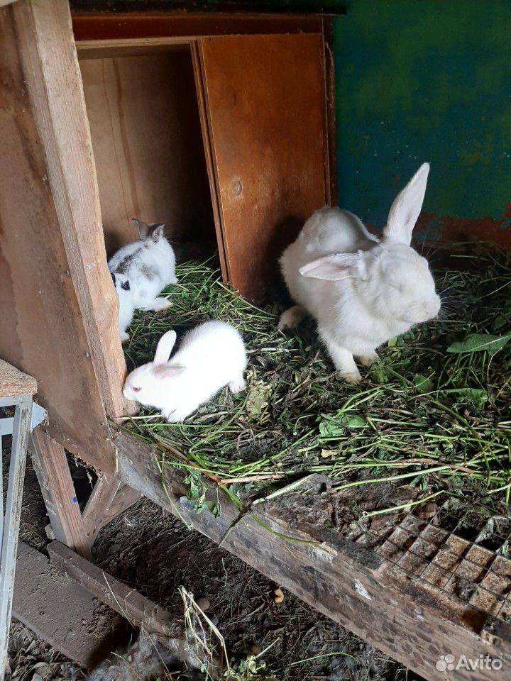 Кролики (Бабочки, чисто белые) купить на Зозу.ру - фотография № 7