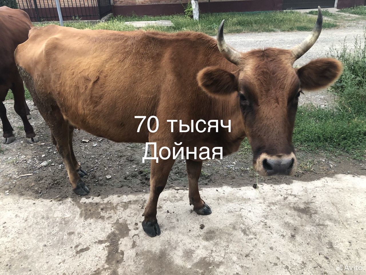 Корова, бык, телята купить на Зозу.ру - фотография № 8