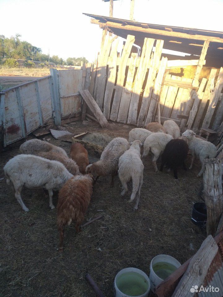 Овцы оптом купить на Зозу.ру - фотография № 1