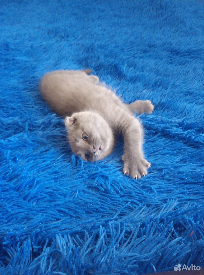 Шотландские - голубые котята купить на Зозу.ру - фотография № 2