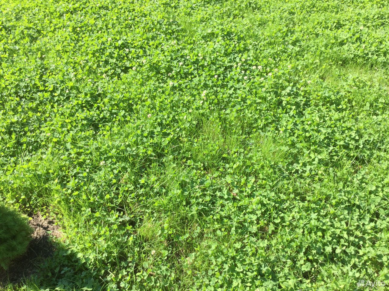 Свежескошенная трава, клевер купить на Зозу.ру - фотография № 1