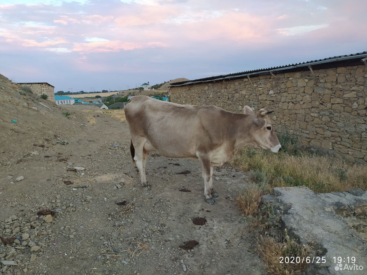 Корова и 3 бычка купить на Зозу.ру - фотография № 6