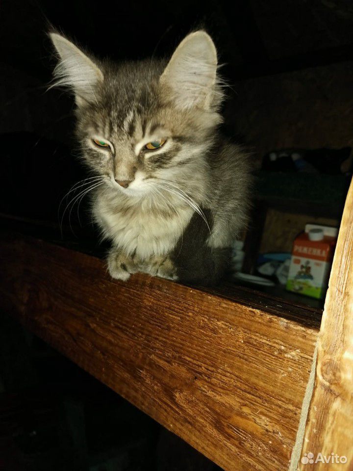 Самый ласкучий котик в мире купить на Зозу.ру - фотография № 7