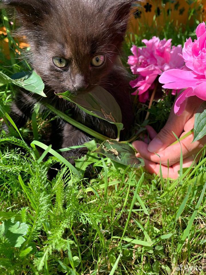 Котёнок в добрые ручки купить на Зозу.ру - фотография № 1