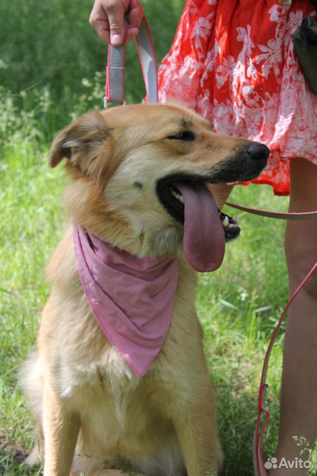 Умная собака Лиза в дар купить на Зозу.ру - фотография № 6