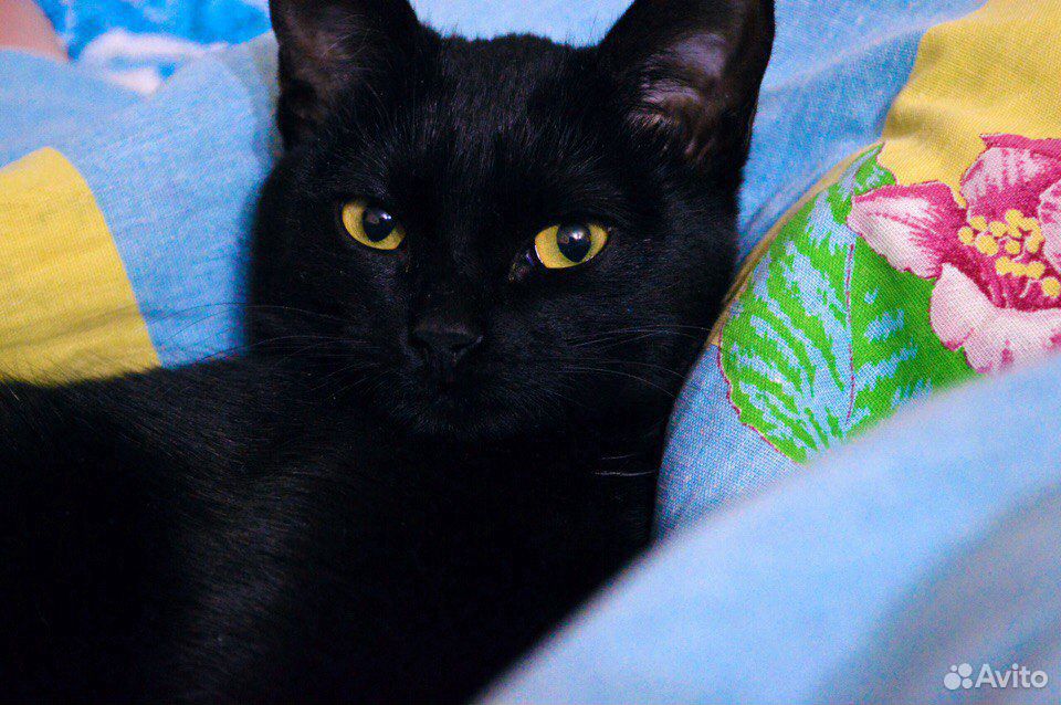 Отдадим черных котяток купить на Зозу.ру - фотография № 2