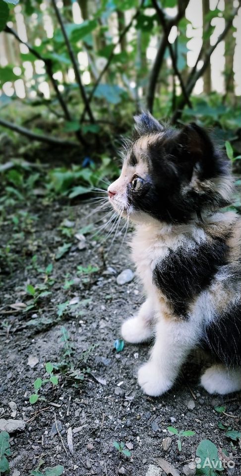 Подарю котят купить на Зозу.ру - фотография № 1