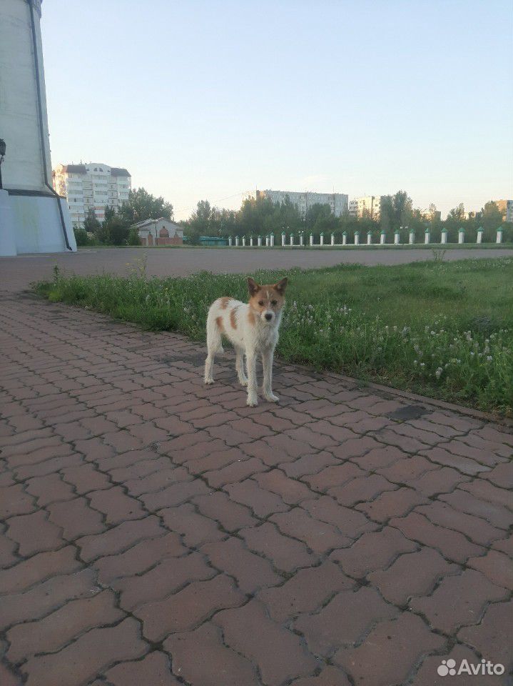 Очень милый щенок купить на Зозу.ру - фотография № 1