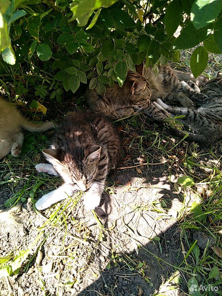 Котята, коты купить на Зозу.ру - фотография № 2