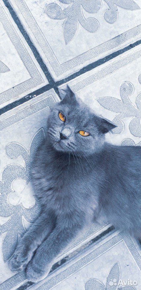 Британские вислоухие котята купить на Зозу.ру - фотография № 2