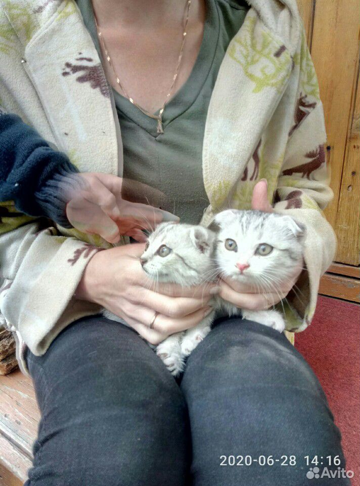 Котята 1.5 месяца купить на Зозу.ру - фотография № 3