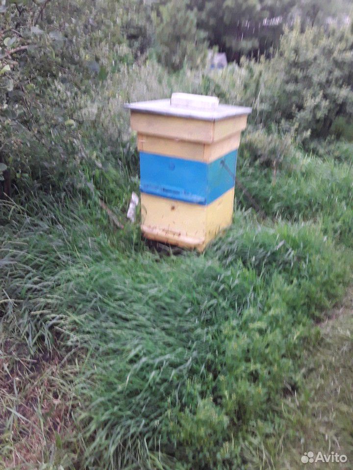 10 ульев с пчелами купить на Зозу.ру - фотография № 2