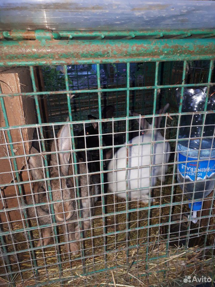 Кролики мясной породы купить на Зозу.ру - фотография № 6
