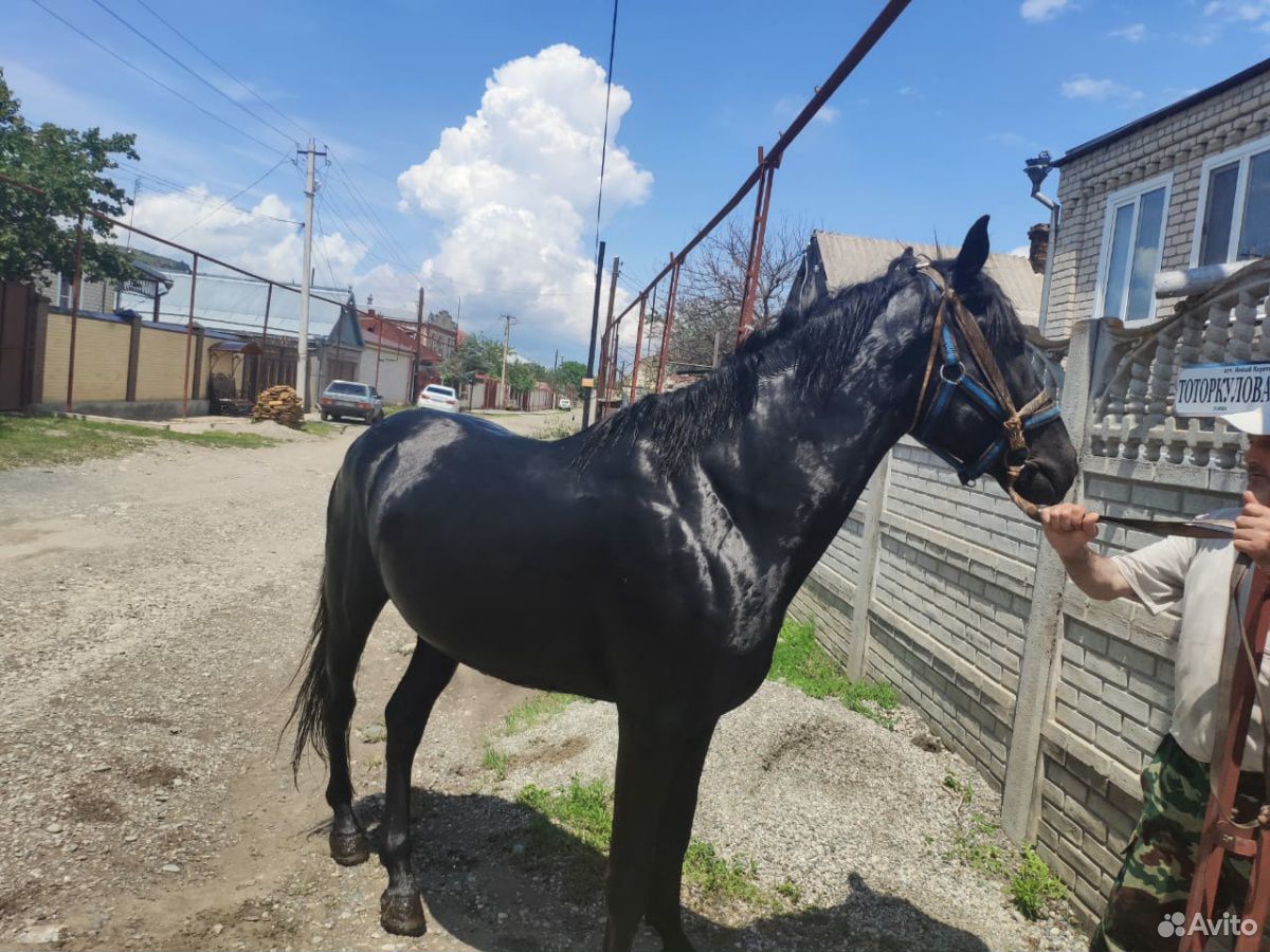 Лошадь карачаевской породы иноходец жеребец купить на Зозу.ру - фотография № 2