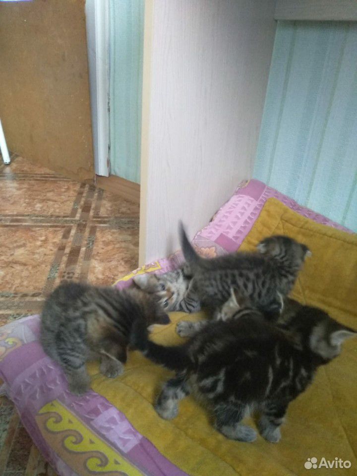 Веселые игривые котята ждут своих хозяев купить на Зозу.ру - фотография № 5