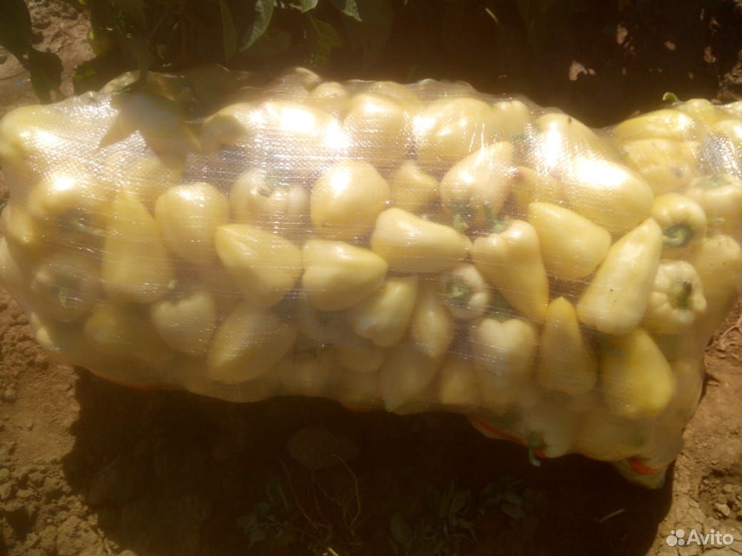 Кукуруза, капусты, баклажан, перец, арбуз, томаты купить на Зозу.ру - фотография № 5