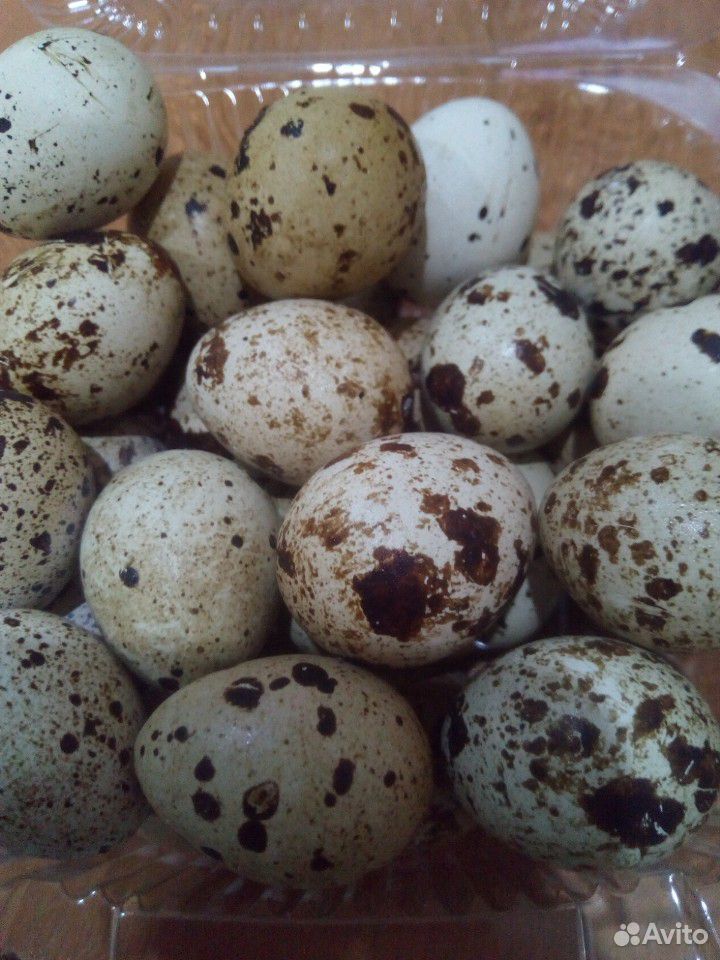 Яйцо перепелиное инкубационное купить на Зозу.ру - фотография № 1