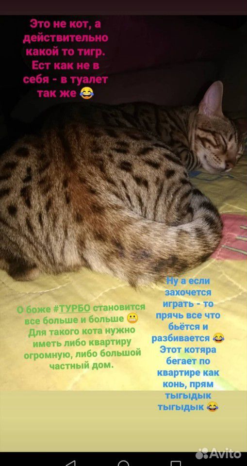 Бенгальский кот на вязку купить на Зозу.ру - фотография № 4