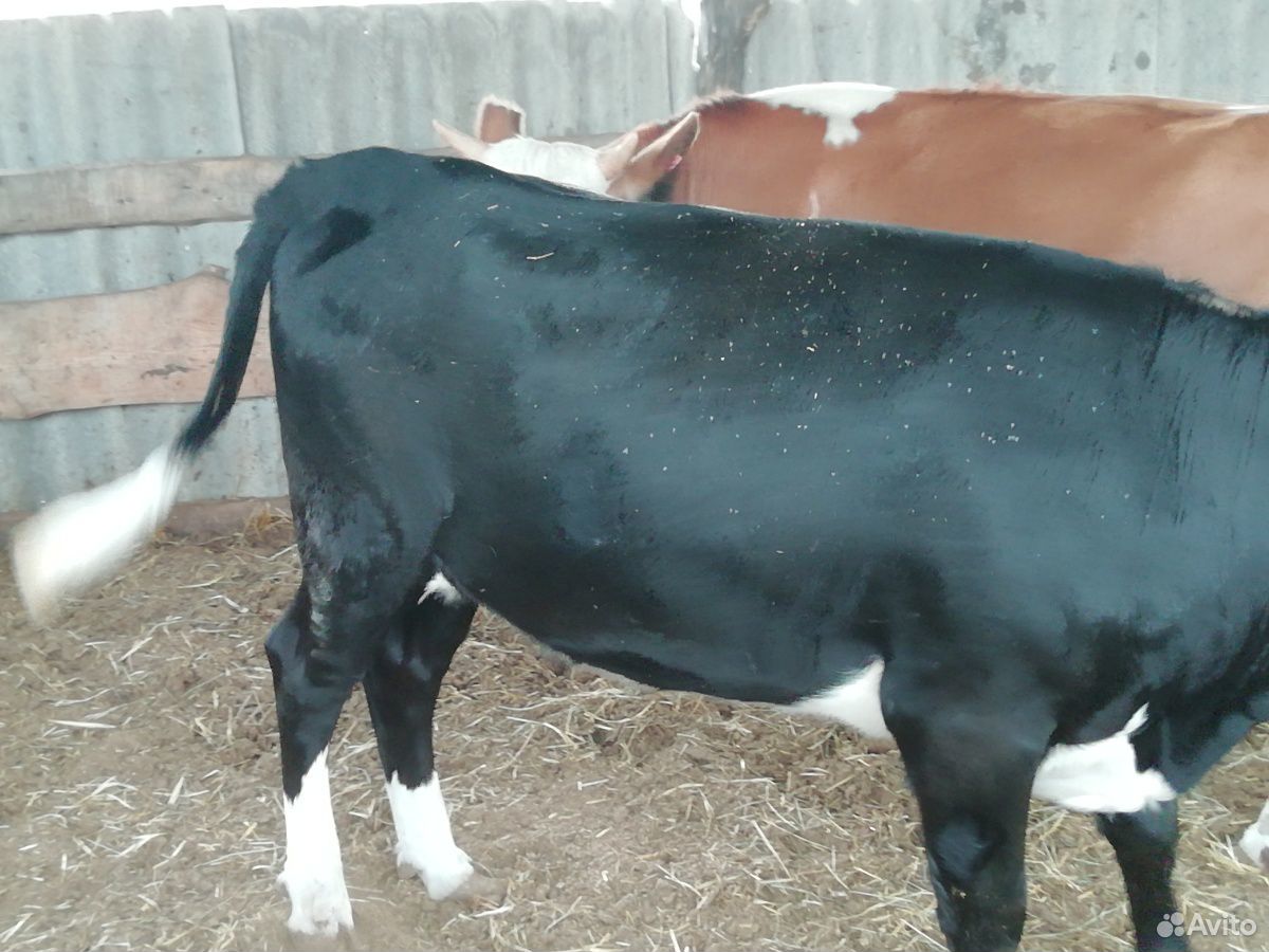 Корова, тёлка, нетель купить на Зозу.ру - фотография № 2