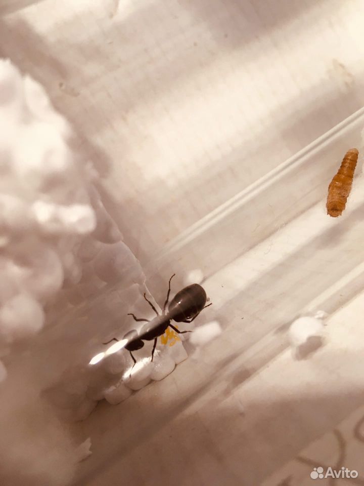 Матка Camponotus herculeanus (скорей всего) купить на Зозу.ру - фотография № 2