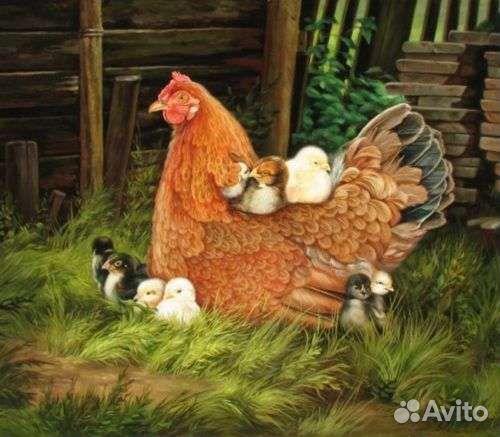 Цыплята цветные, домашние с наседкой купить на Зозу.ру - фотография № 1