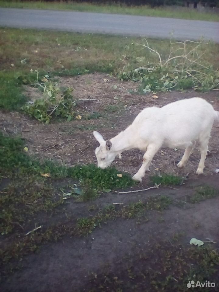 Молочные козы заанонубийской породы купить на Зозу.ру - фотография № 2