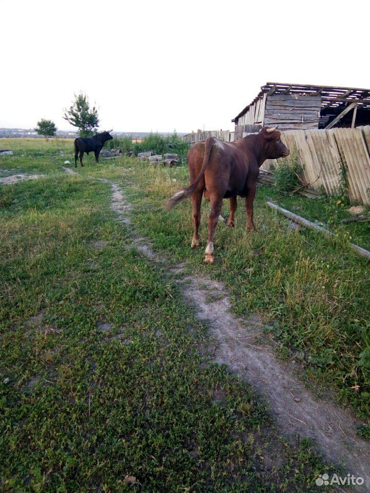 Продаются быки купить на Зозу.ру - фотография № 2