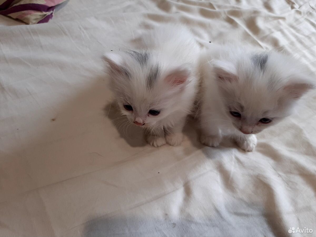 Екатеринбург объявления котят. Шотландские вислоухие котята даром. 5 месяца фото. Котята в ташкенте. Рыжий пушистый котенок.