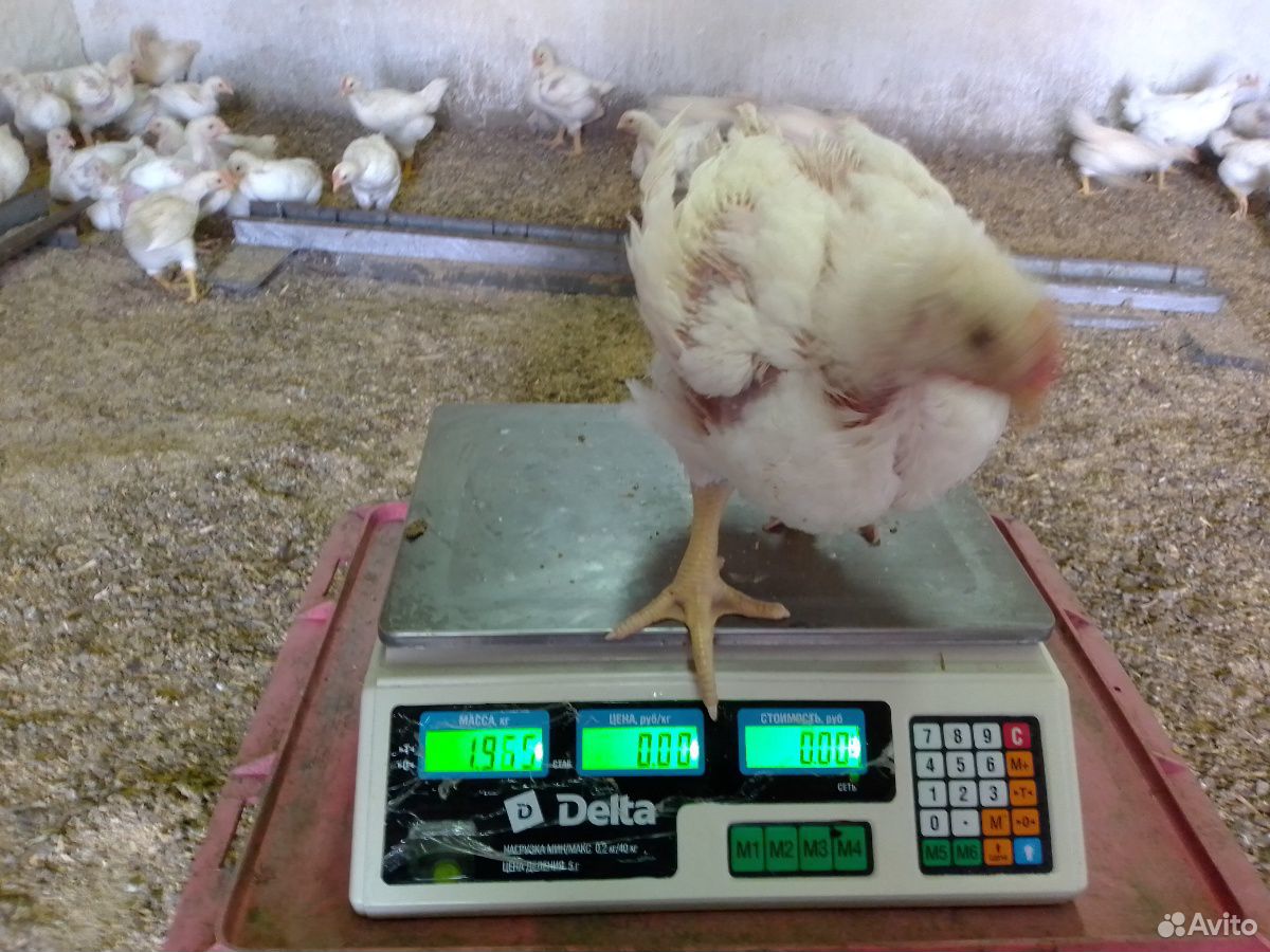 Цыплята бройлер кобб 500 возраст 28 дней купить на Зозу.ру - фотография № 8