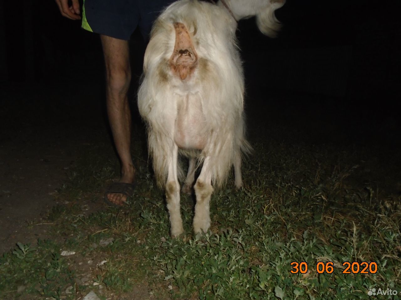 Продам козу дойной породы купить на Зозу.ру - фотография № 3