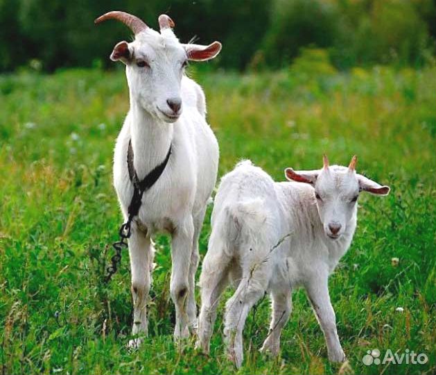 Две дойные козы купить на Зозу.ру - фотография № 1