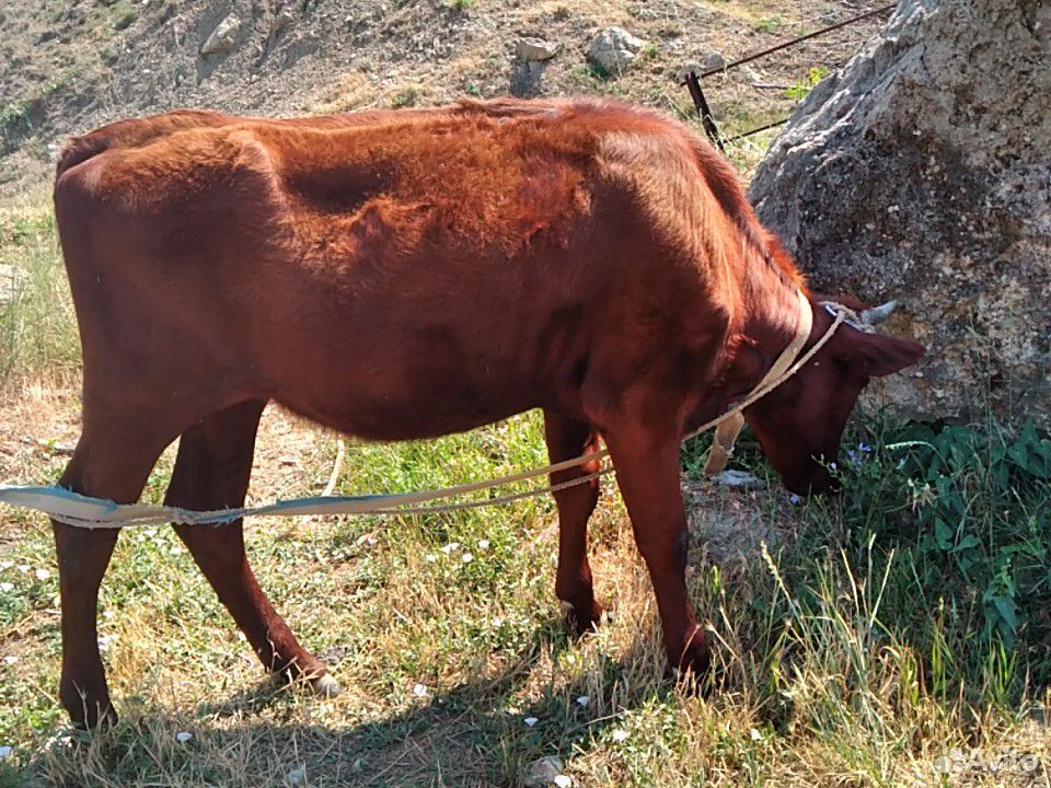 Корова (телка) купить на Зозу.ру - фотография № 2