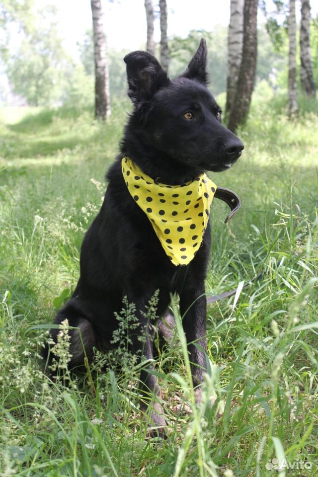 Пёс красавец Зорро в добрые руки из приюта купить на Зозу.ру - фотография № 5