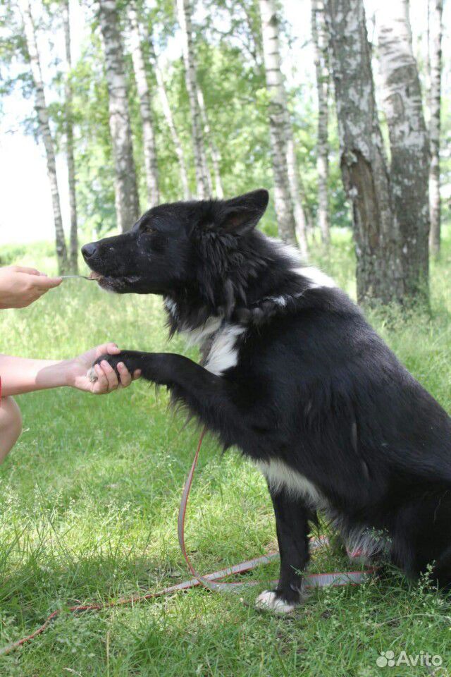 Отдам собаку в добрые руки из приюта купить на Зозу.ру - фотография № 7