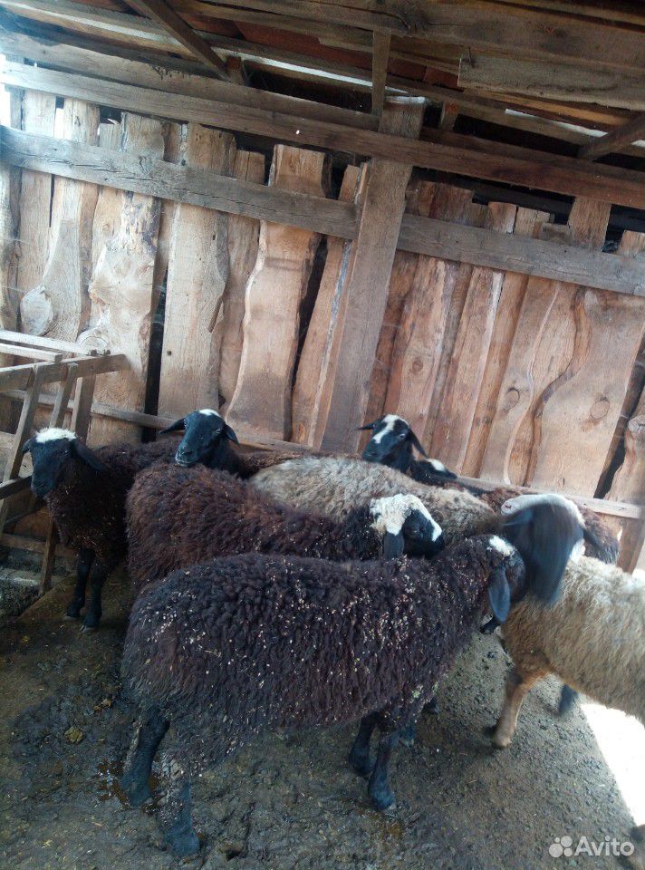 Тёлка и овцы купить на Зозу.ру - фотография № 5