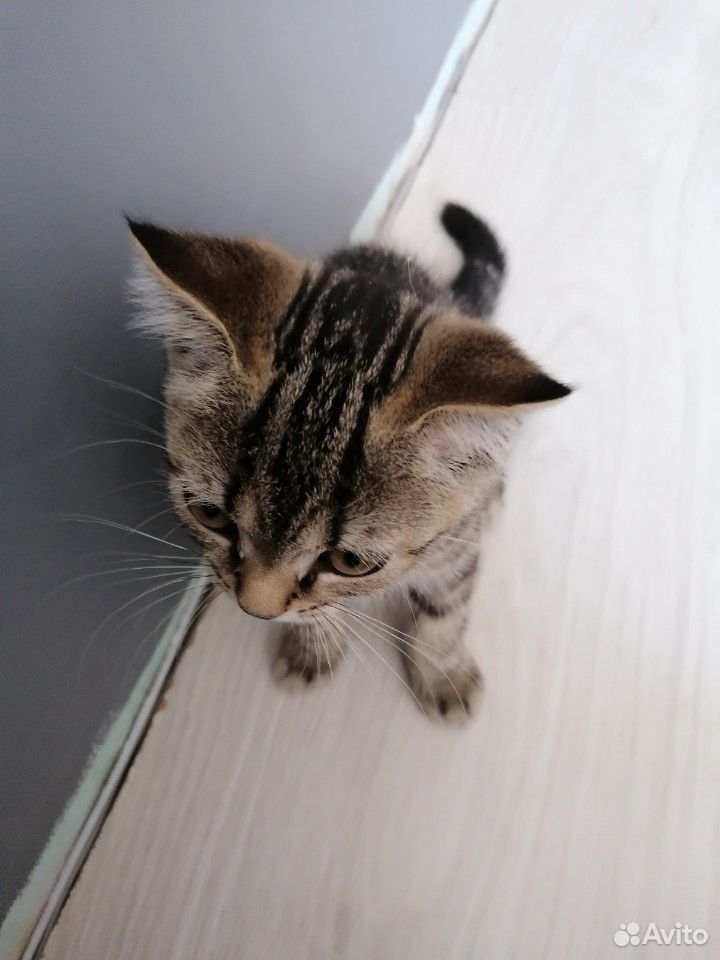 Продаю кота купить на Зозу.ру - фотография № 3