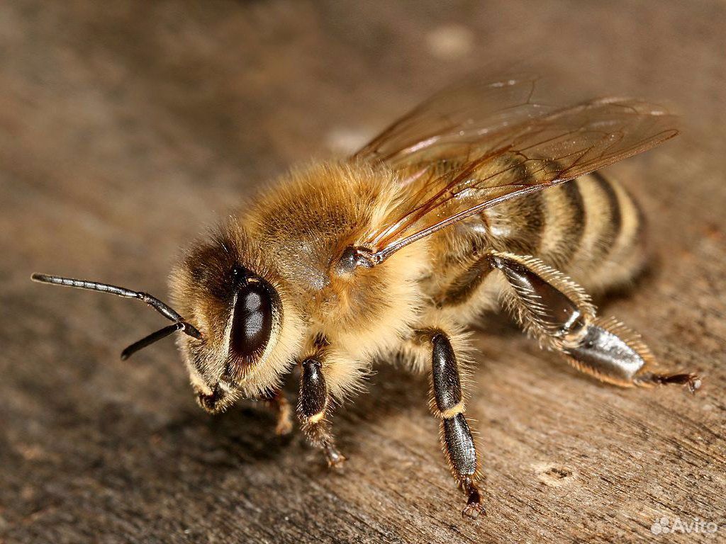 Живые пчелы, апиатерапия купить на Зозу.ру - фотография № 2