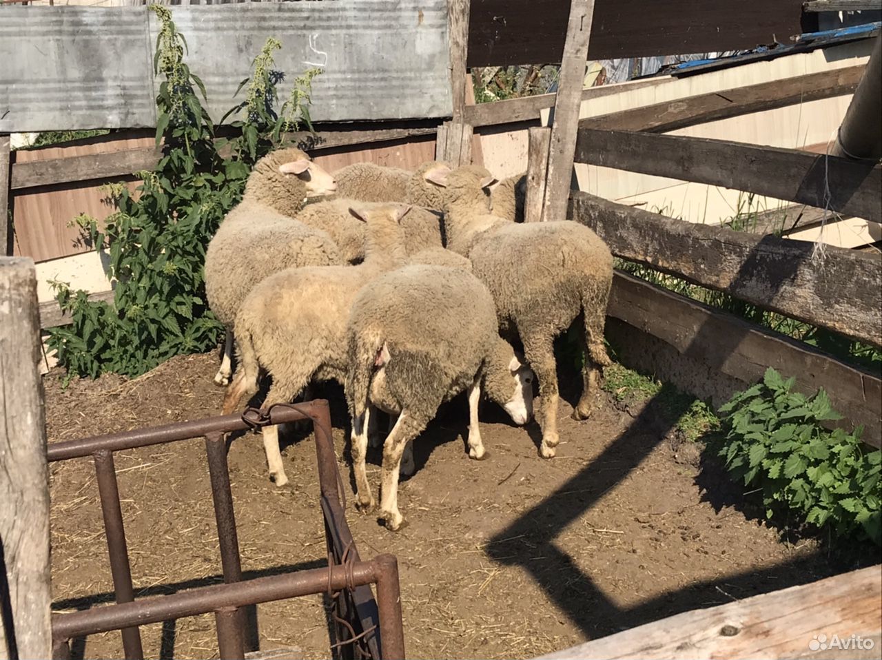 Овцы,бараны,барашки,меринос,прекос,курдючные купить на Зозу.ру - фотография № 3